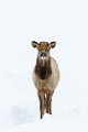 15 National Elk Refuge, wapiti